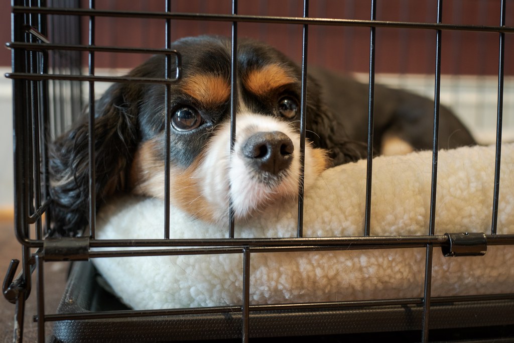 Best Dog Crates for Escape Artists