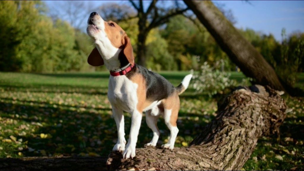 how to stop a puppy from barking when left alone