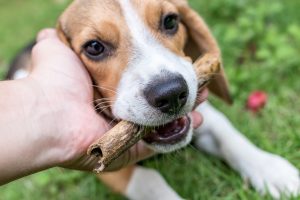 Petting a beagle