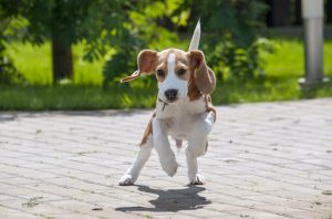 Beagle running