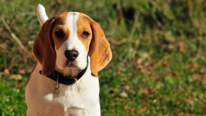 Different kinds of beagle s