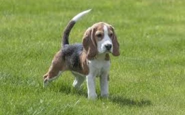 beagle traits of breed