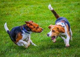 best dog harness for beagles