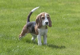 beagle traits of breed dog on the grass