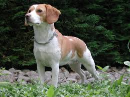 beagle traits of breed dog among rocks and grass