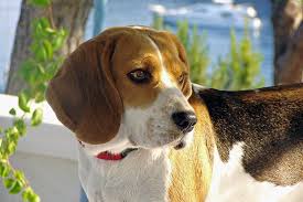 beagle traits of breed dog looking around