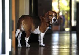 Best Dog Brush for Beagles