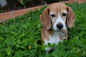 dog among shamrock beagle traits of breed