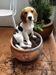 beagle traits of breed dog sitting on a patch of soil in a potted plant