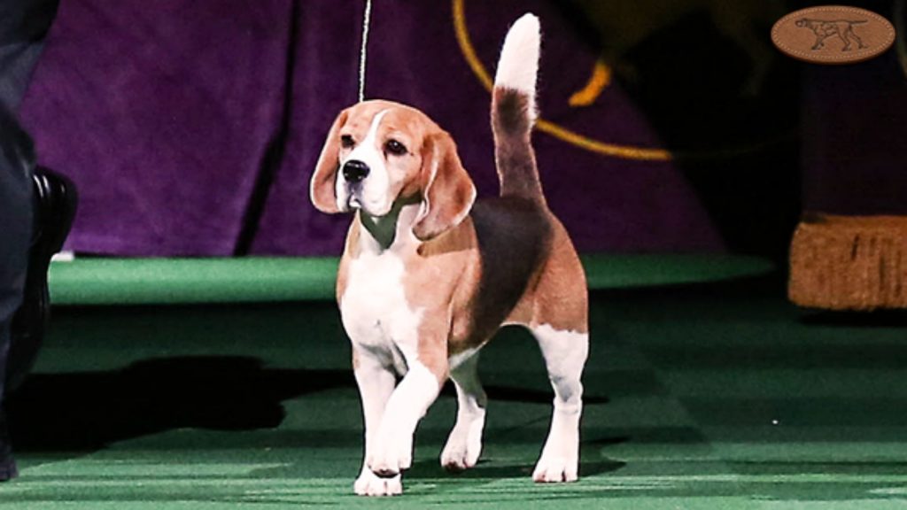 How many types of beagles are there?