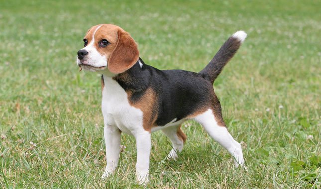 How many types of beagles are there?
