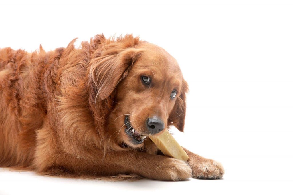 Top 3 Best Chews for Dogs With Sensitive Stomachs