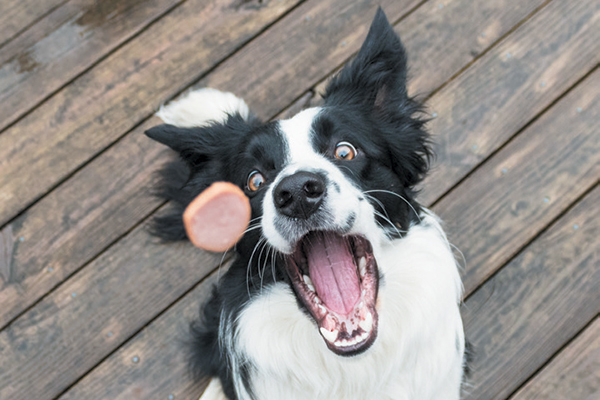 What are the best dog treats for training puppies?