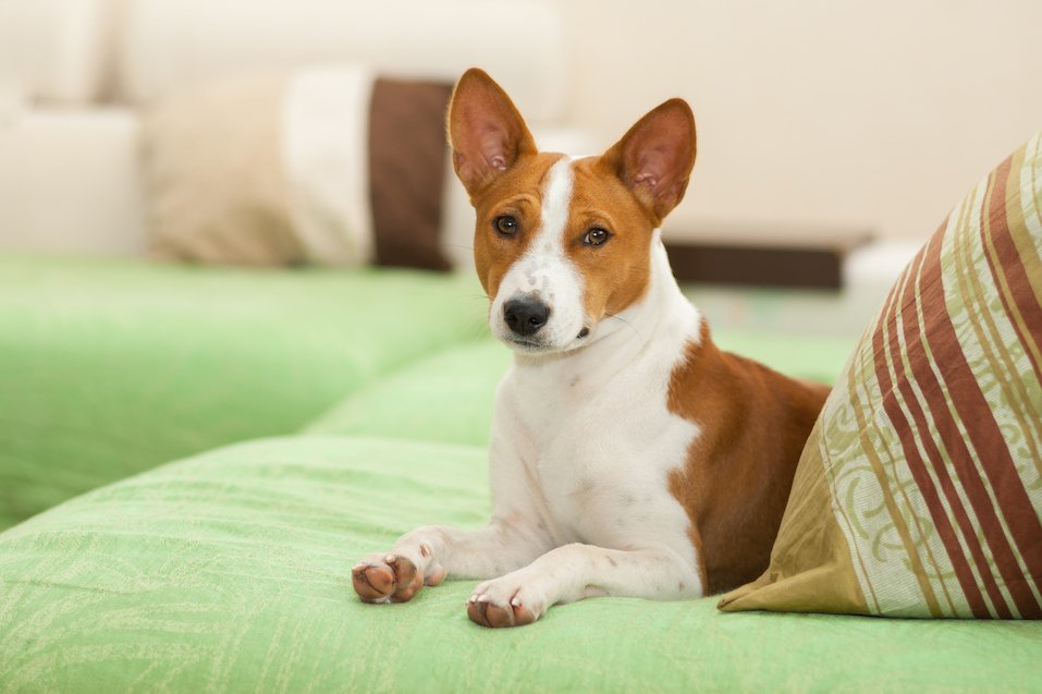 How to improve kidney function in dogs?