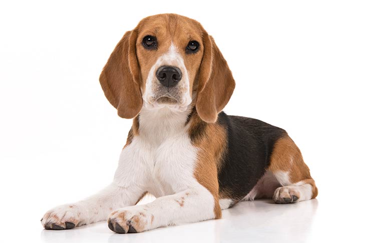 How many types of beagles are there?