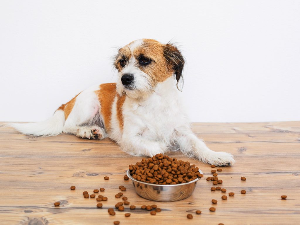 How to improve kidney function in dogs?