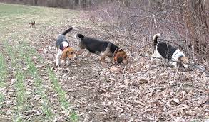 How many types of beagles are there?