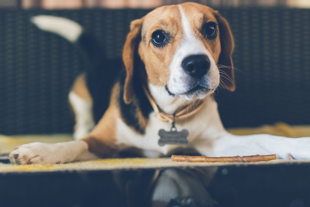 Are Beagles Good Service Dogs? Find out here!