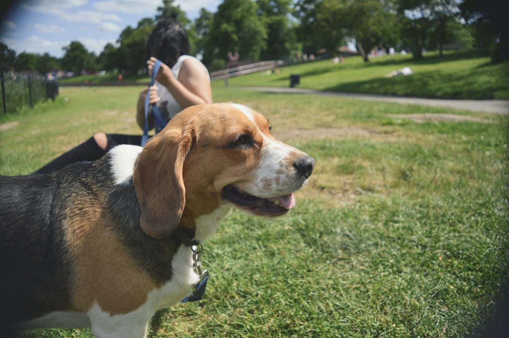 beagle service dog