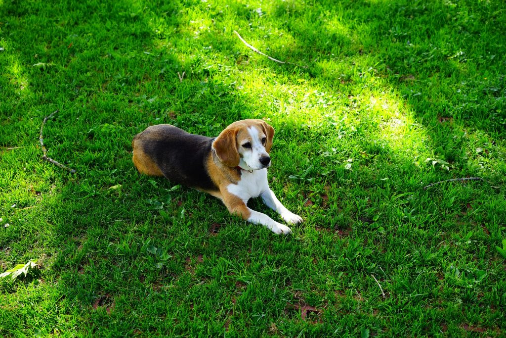 How Much Exercise Does a Beagle Need? The Best Exercises for Him! 
