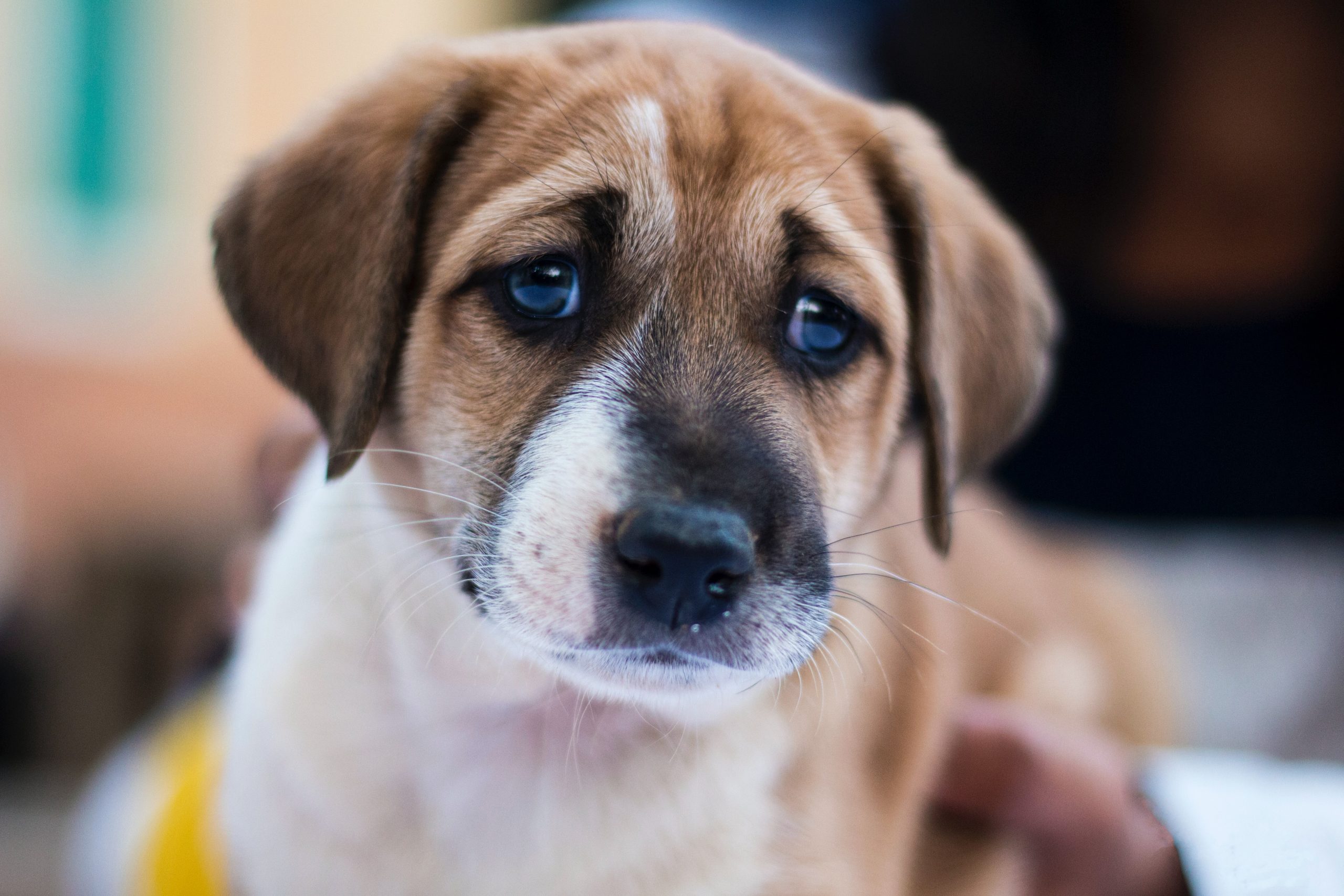 Best Dog Food for Beagle Puppies Top 3 - BeaglePicks.com