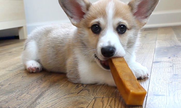 Top 3 Best Chews for Dogs With Sensitive Stomachs