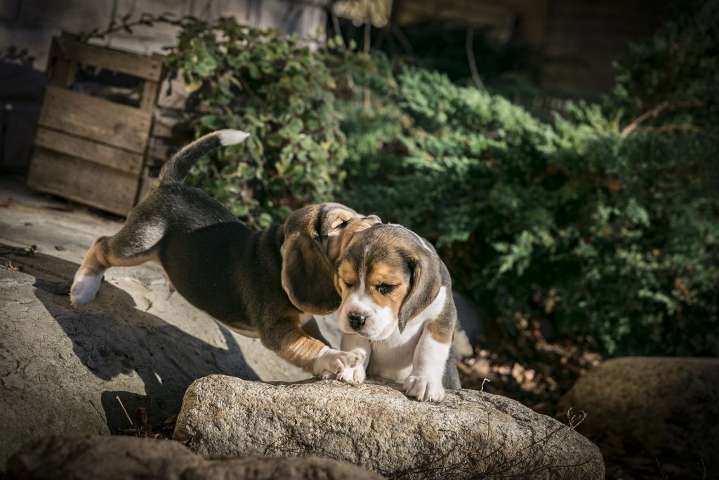 How Much Exercise Does a Beagle Need? The Best Exercises for Him! 