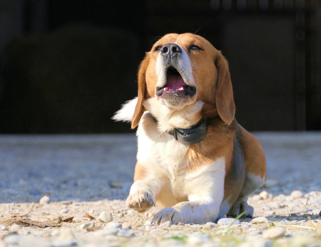 Why Do Beagles Howl All the Time?