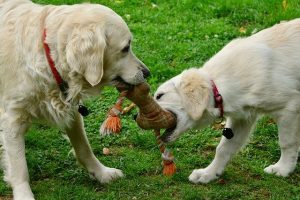 Dogs playing with chew toy