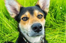 Best Ear Drops for Dog’s Ear Infection
