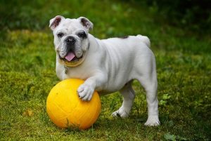 Dog playing outdoors