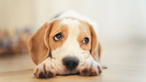 When do beagles calm down?
