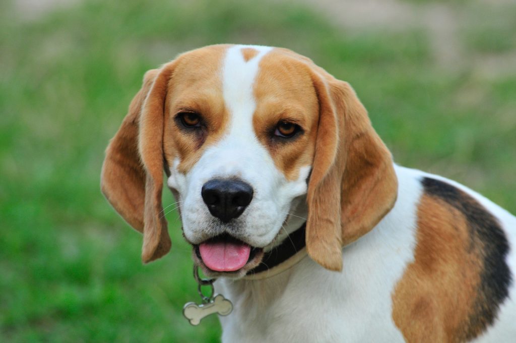 Why Do Beagles Howl All the Time?