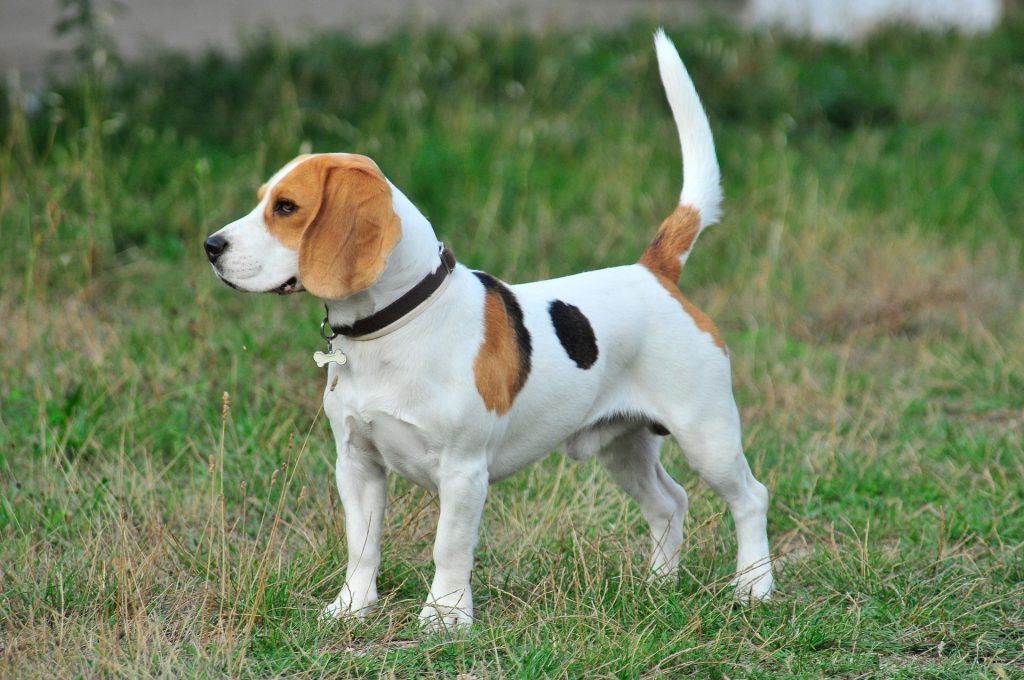 Why Do Beagles Howl All the Time?