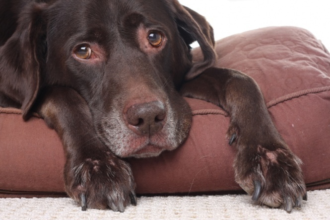 How to improve kidney function in dogs?