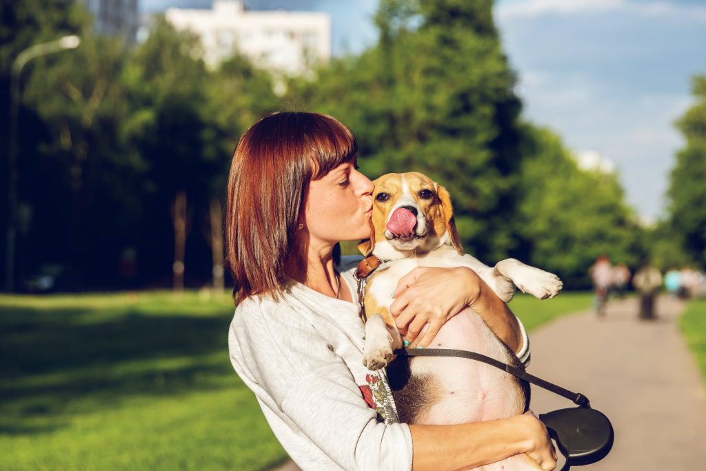 Are Beagles Good Service Dogs? Find out here!